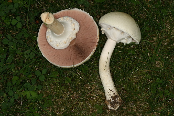 Agaric des bois
