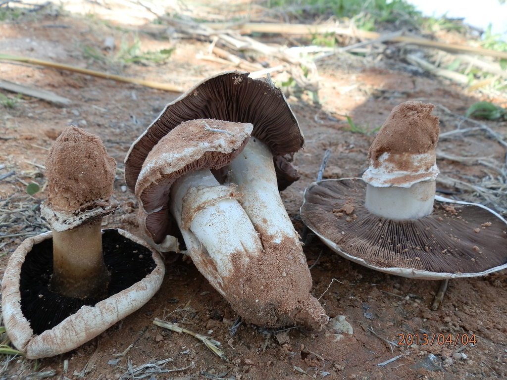 Agaric des trottoirs