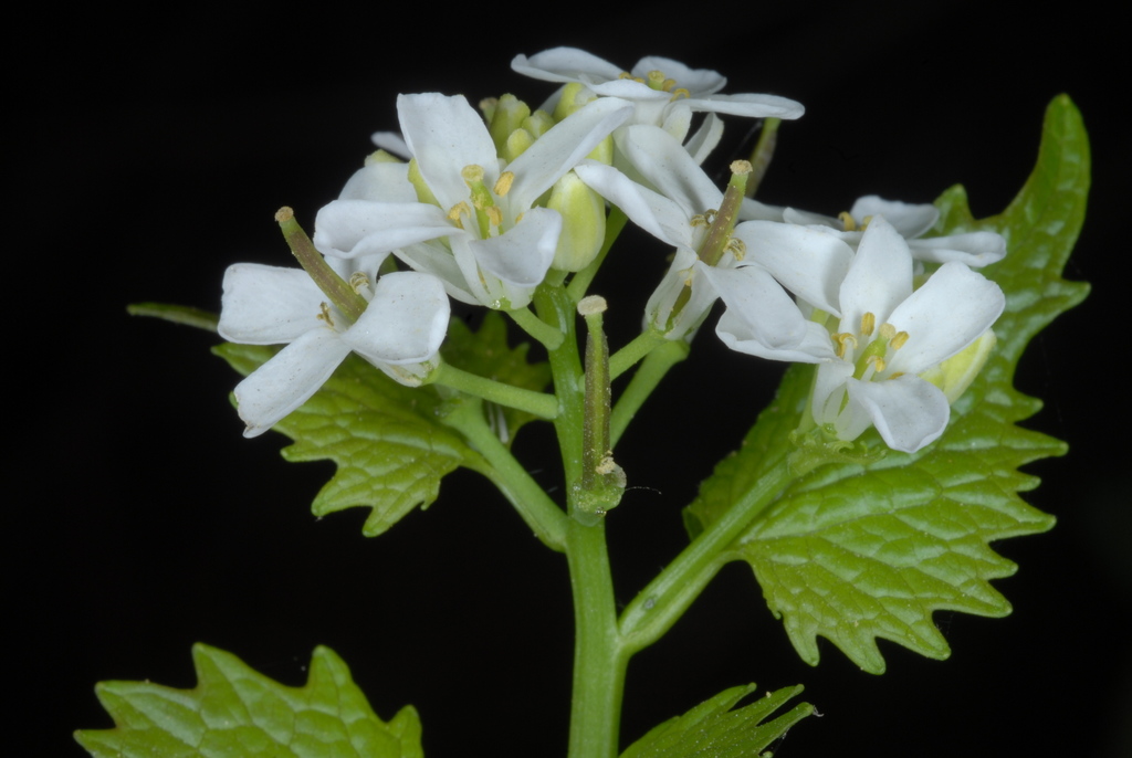 Alliaire officinale