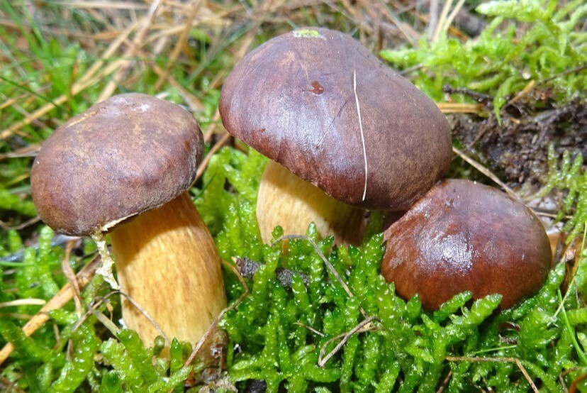 Bolet bai