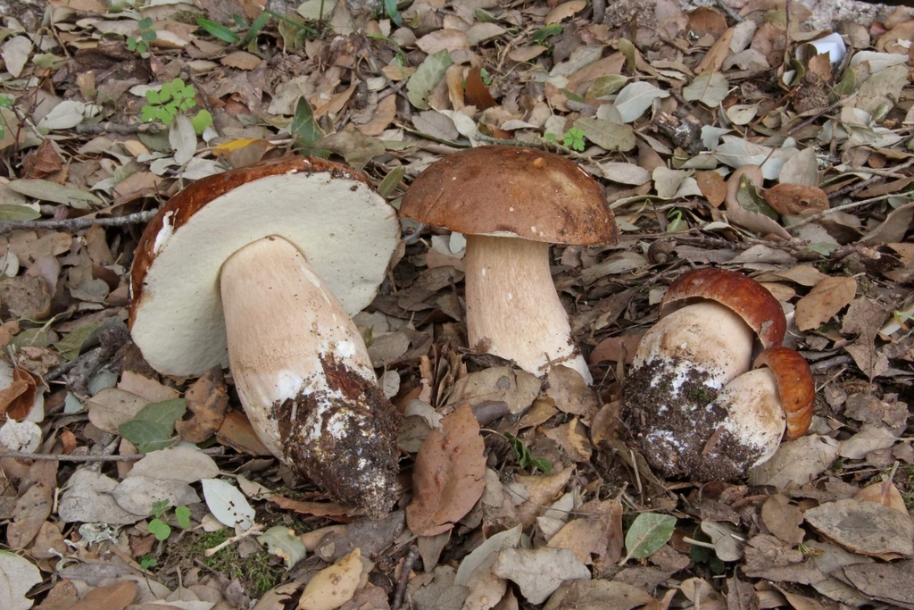 Cèpe d'été