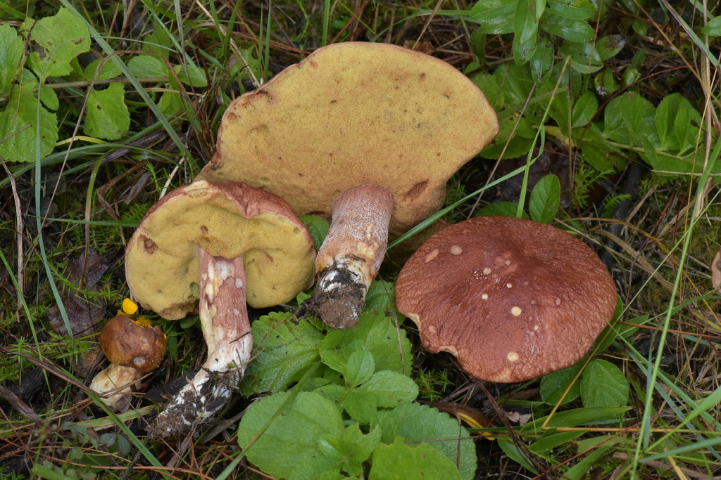 Cèpe des pins