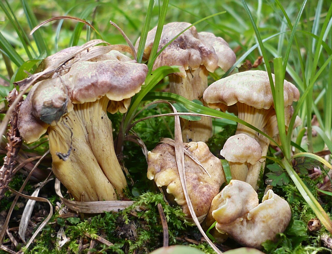 Chanterelle améthyste