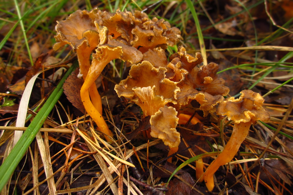 Chanterelle jaunissante