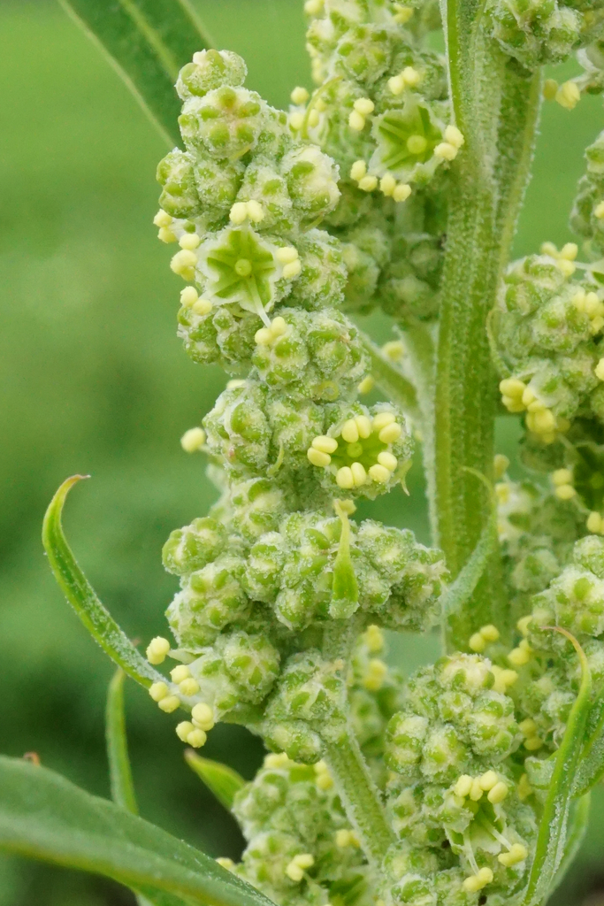 Chénopode blanc