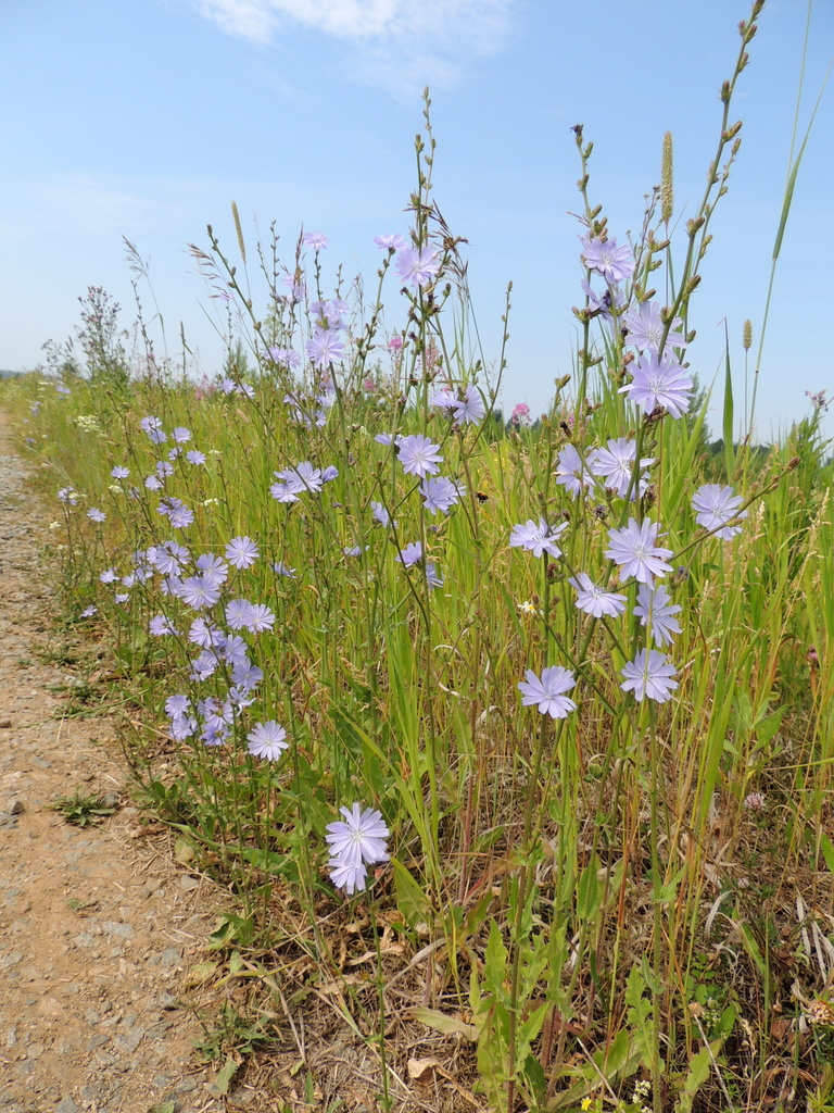 Chicorée sauvage