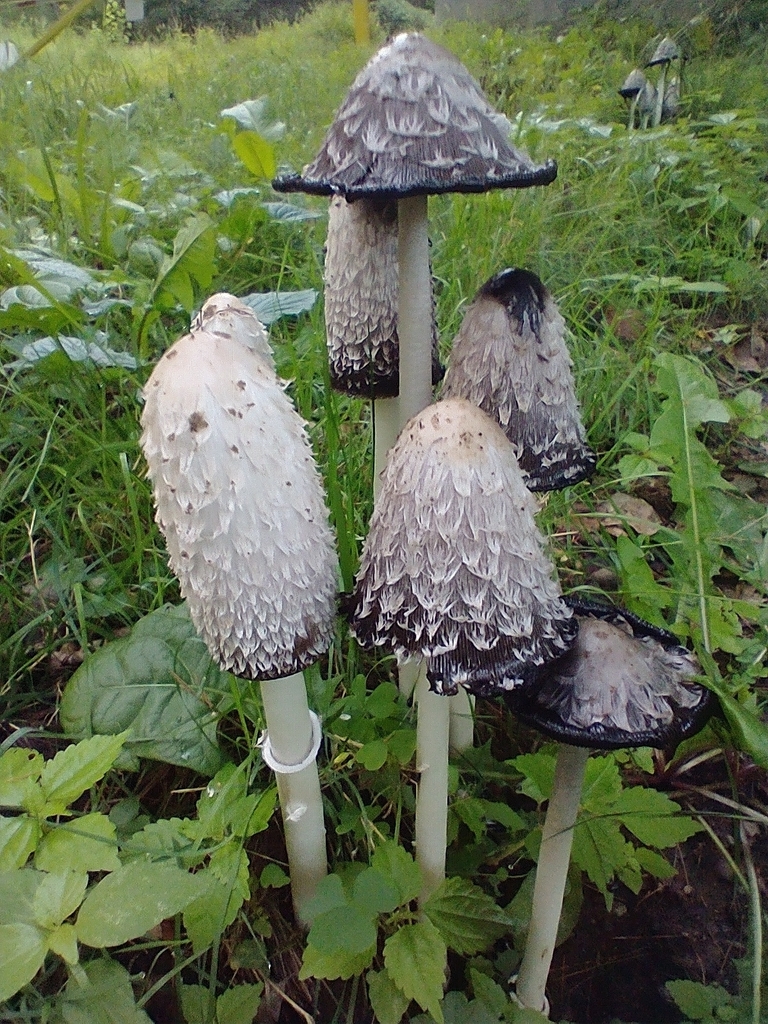 Coprin chevelu