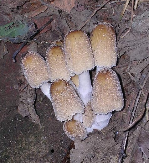 Coprin micacé
