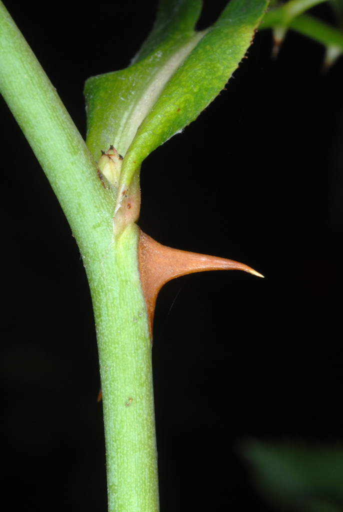 Cynorrhodons (églantier)