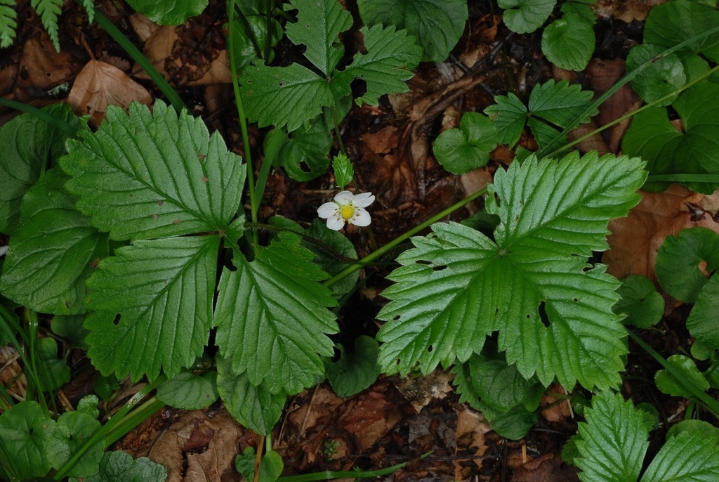 Fraise des bois