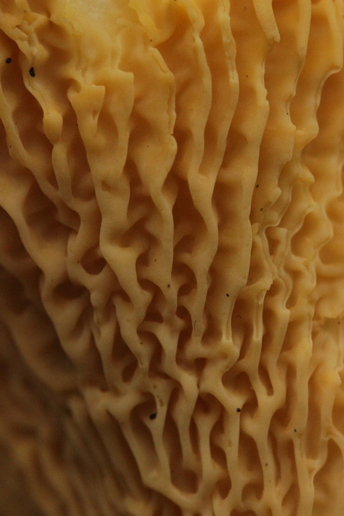Girolle