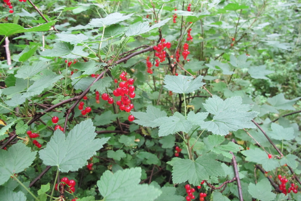 Groseille rouge sauvage