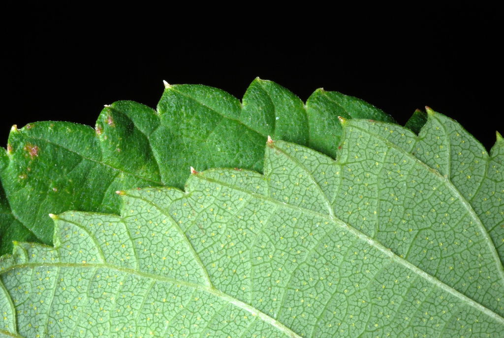 Houblon sauvage