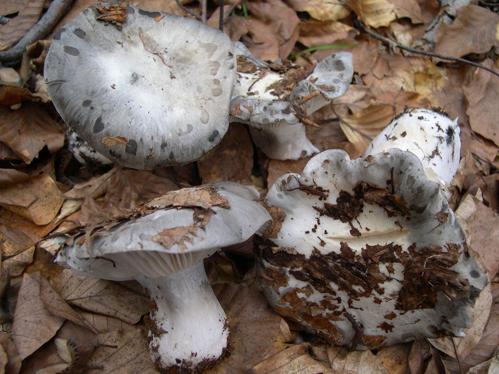 Hygrophore de mars