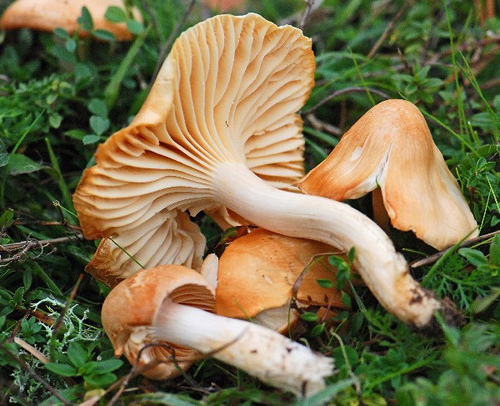 Hygrophore des prés