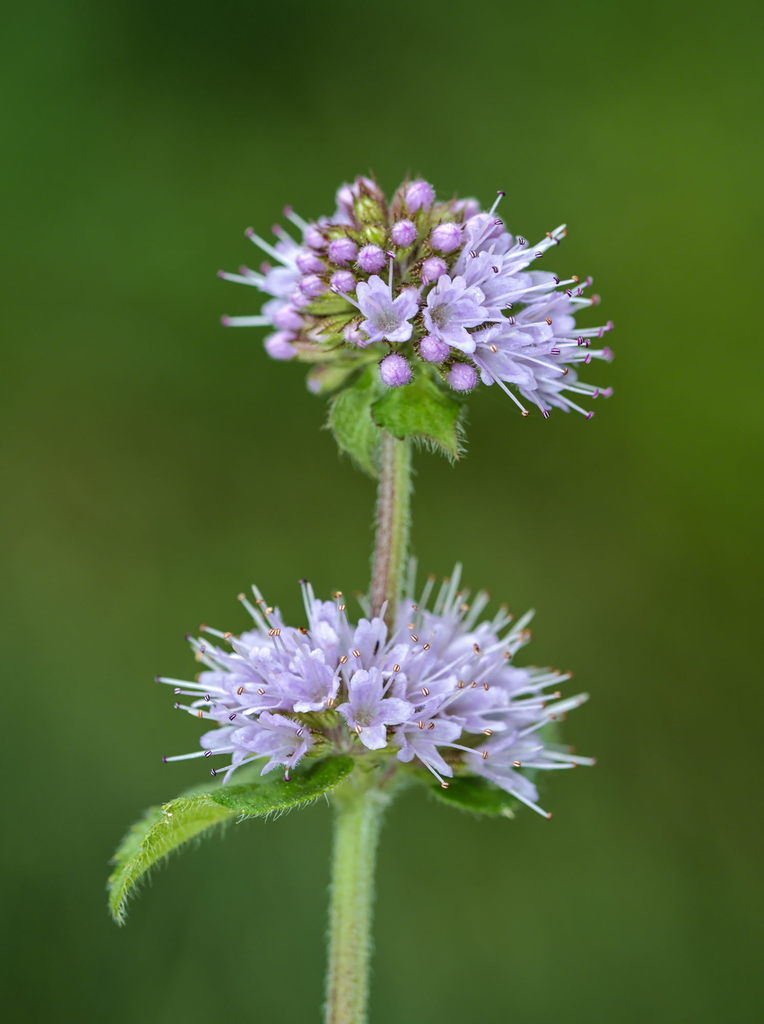 Menthe sauvage