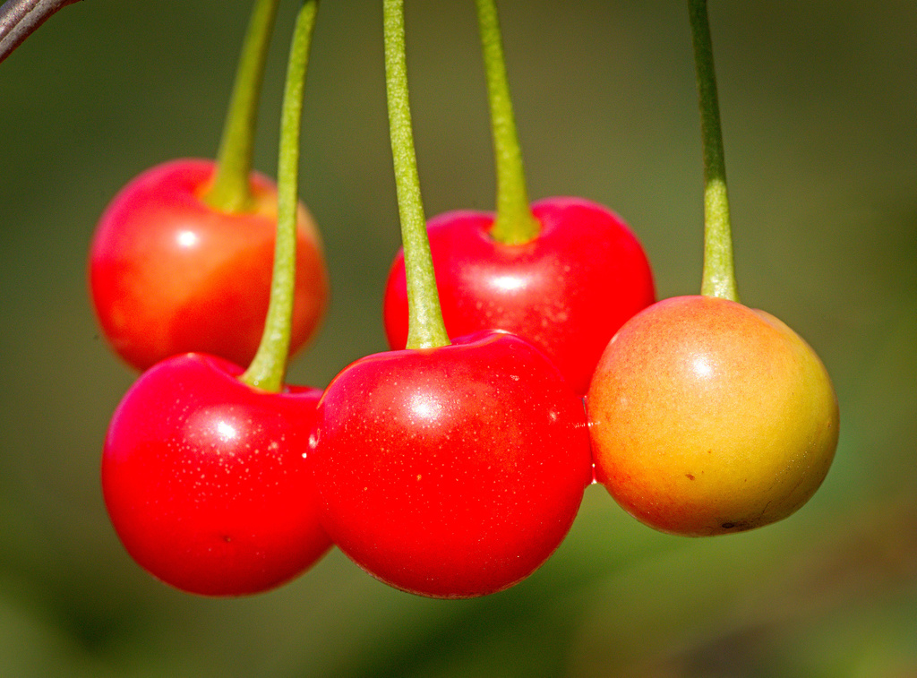 Merise (cerisier sauvage)