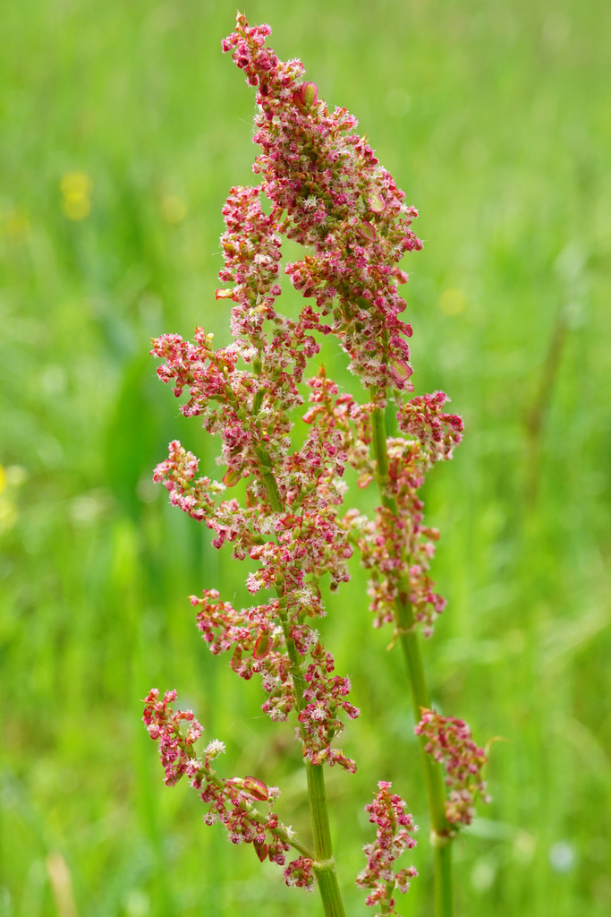 Oseille sauvage
