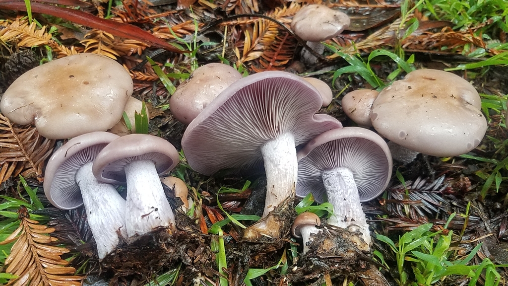 Pied bleu