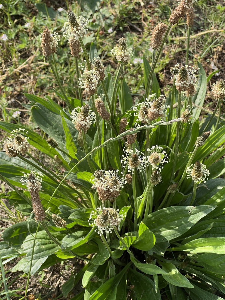 Plantain (lancéolé et majeur)