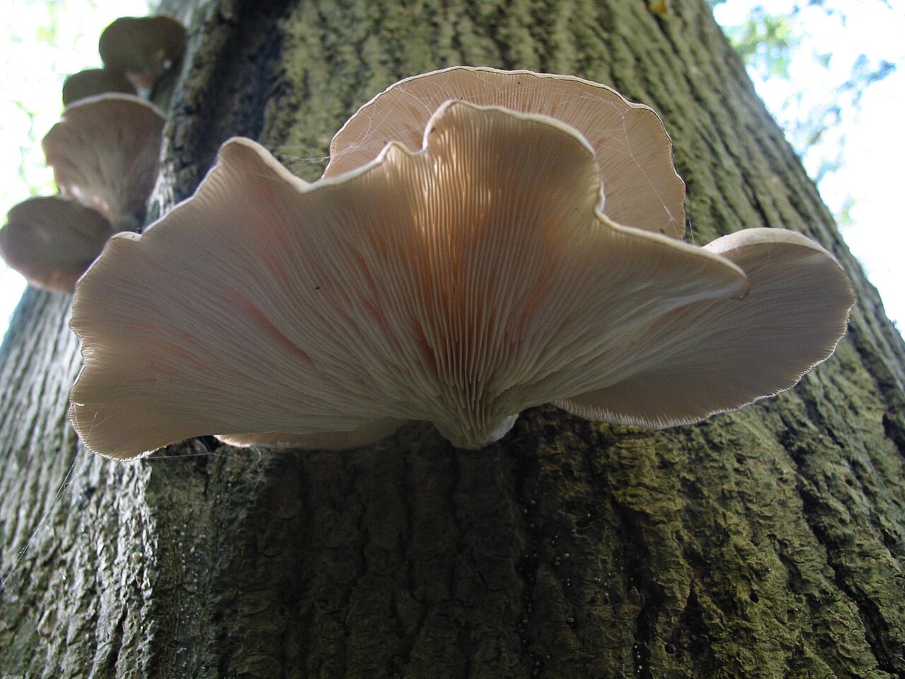 Pleurote en huître