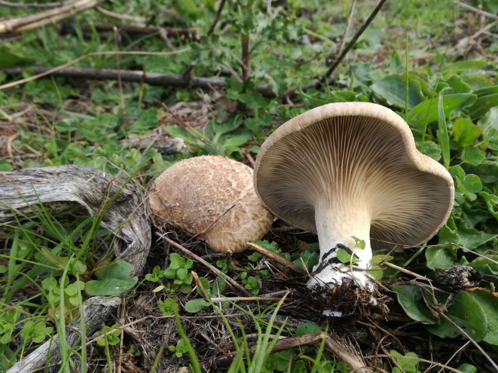 Pleurote du panicaut