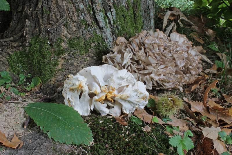 Polypore en touffe