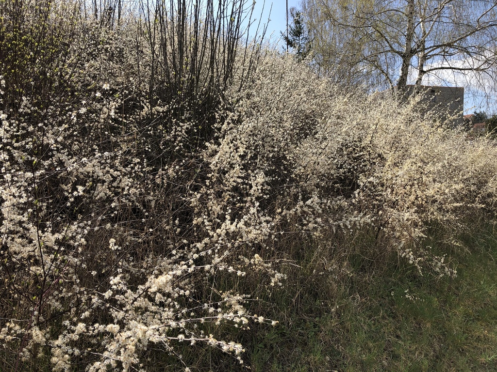 Prunelle (prunellier)