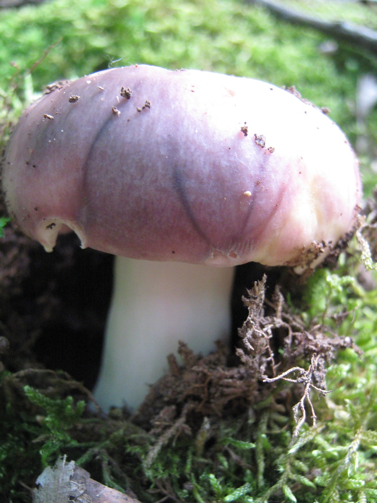 Russule charbonnière