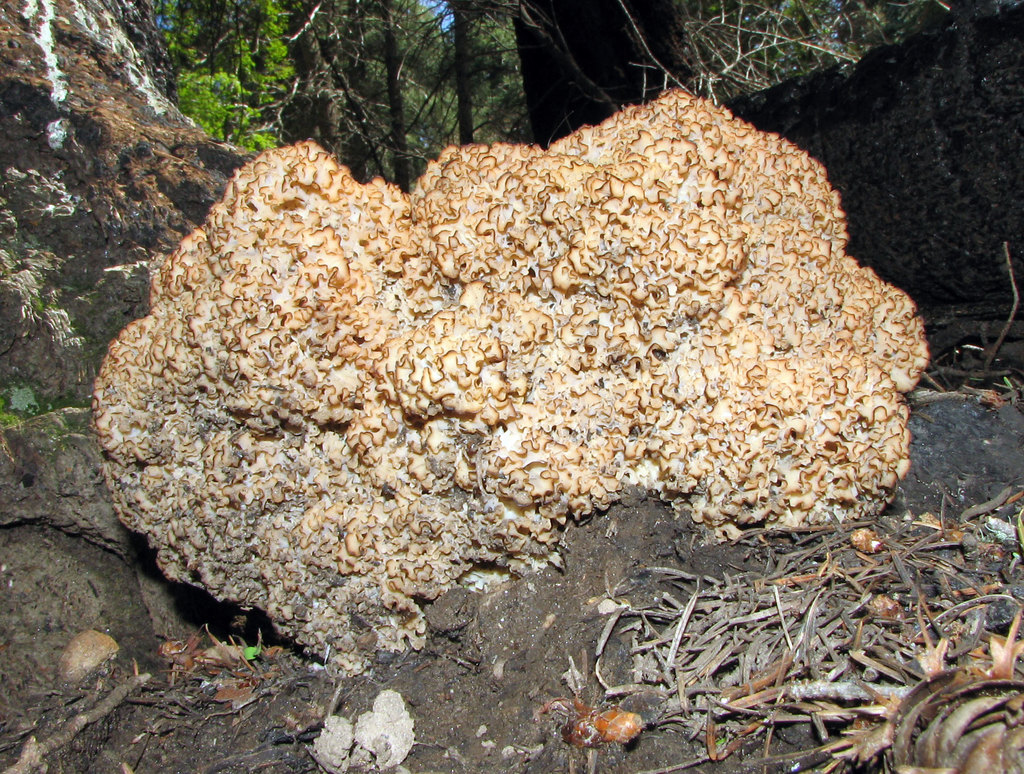 Sparassis crépu