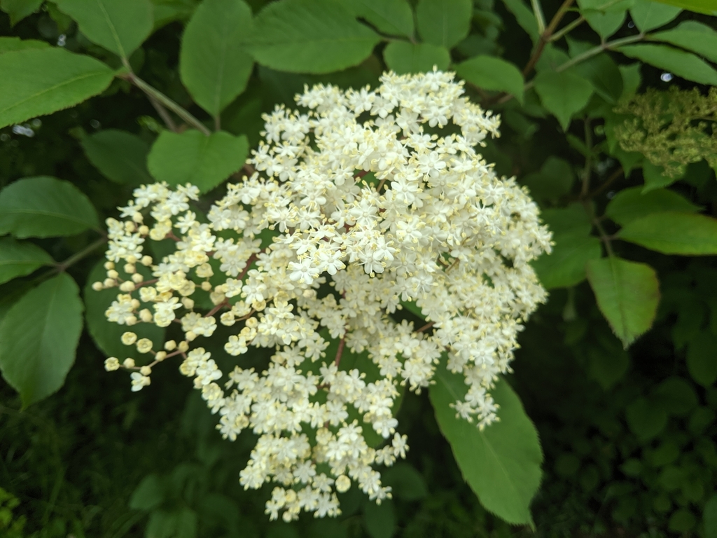 Fleurs de sureau noir