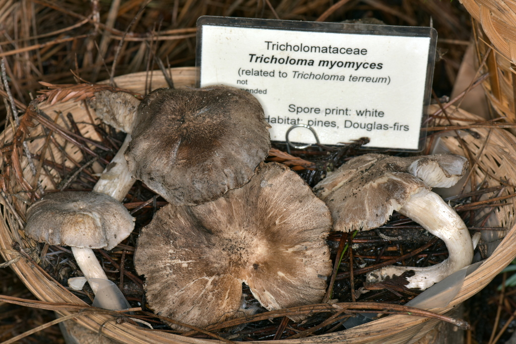 Tricholome terreux