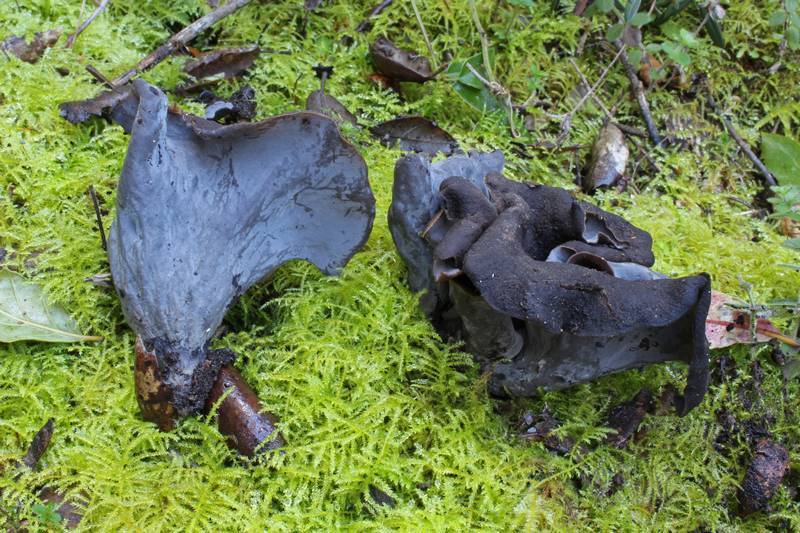 Trompette de la mort
